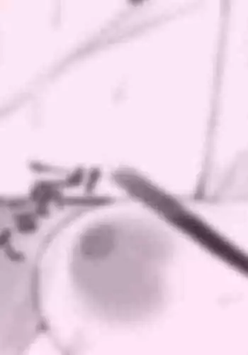 Zoku Wonder Show no Tame ni!